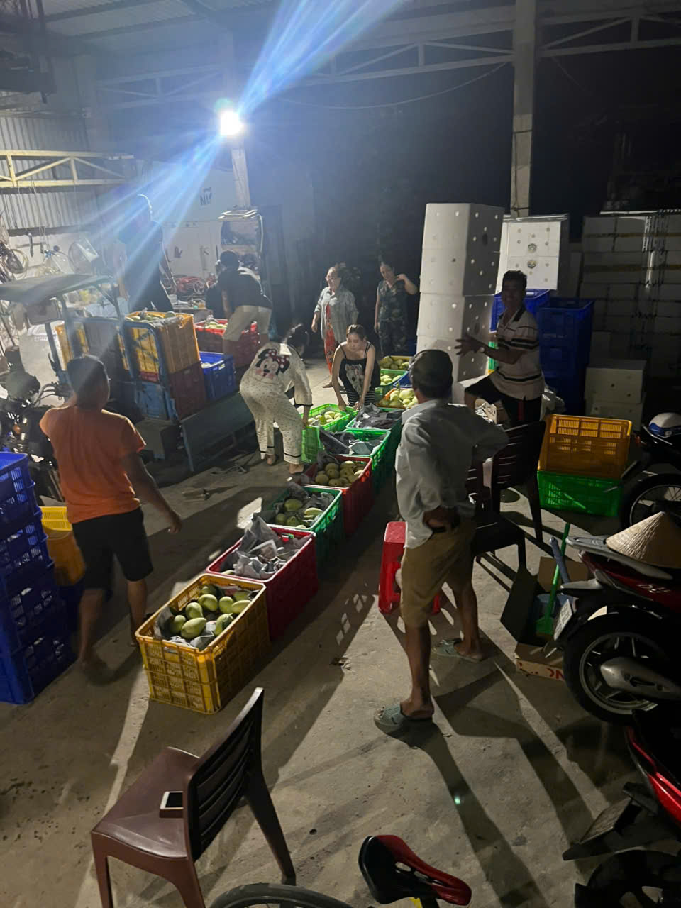 Vựa xoài Thạnh Phú ban đêm — thu mua xoài tứ quý