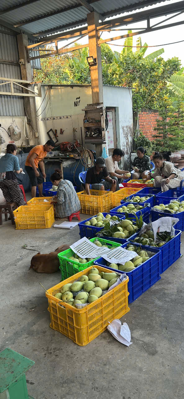 Vựa xoài Thạnh Phú hoạt động — phân loại xoài tứ quý